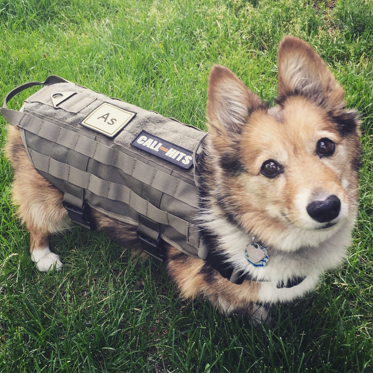 Chloe the corgi, the dog the Tactical Corgi patch was drawn from, in a tactical vest with an Airsoftology patch and a Call Your Hits patch