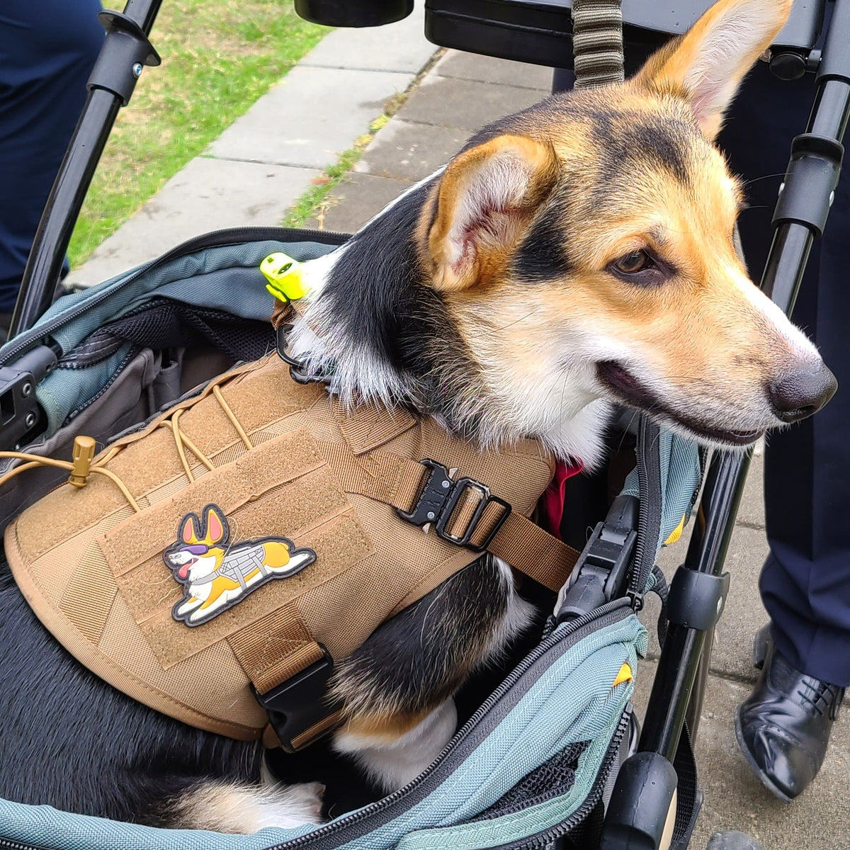 Tactical Corgi PVC morale patch on a real corgi's tactical vest